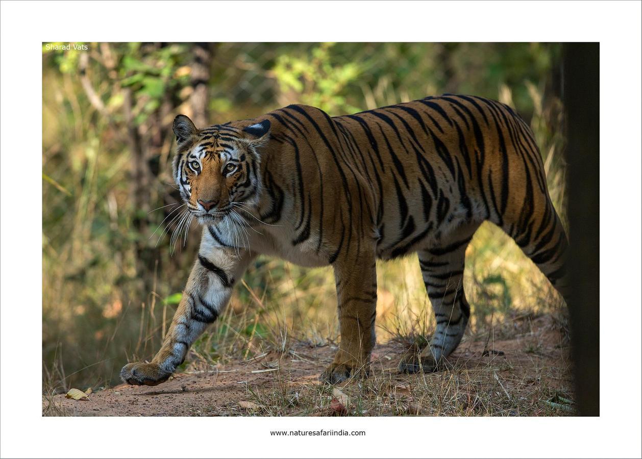 Tiger'S Den Resort Bandhavgarh National Park Exterior foto